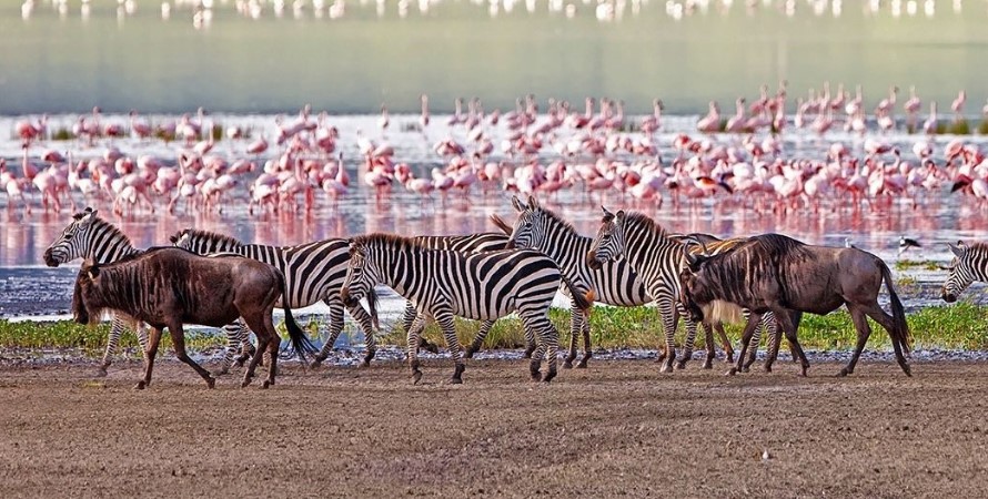 Wildlife-sightings-or-viewing-in-Lake-Manyara-National-Park